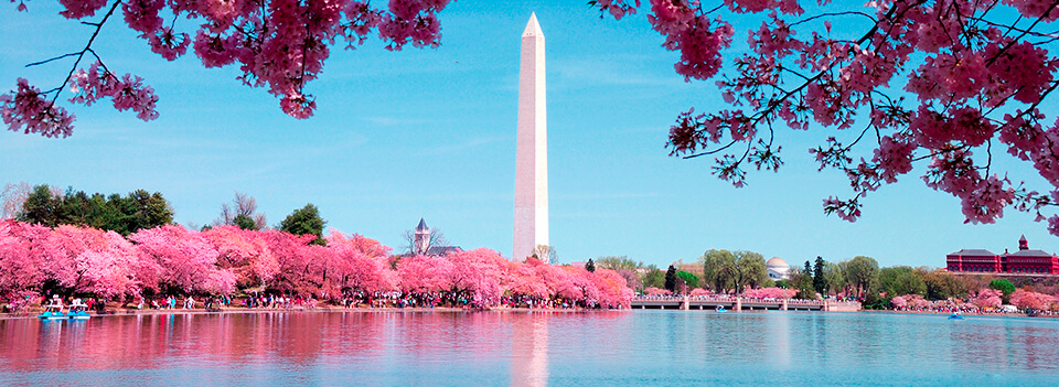 cherry blossoms Washington DC